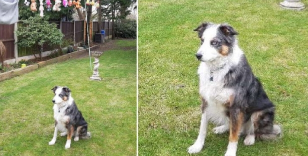 Le chien montre sa stupéfaction après avoir découvert que sa propriétaire a lavé ses jouets